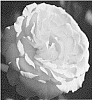 Rosa%20hybrida%20%27ALTmine%27