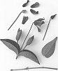 Clematis%20integrifolia%20%27Evipo096%27
