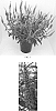 Veronica%20longifolia%20%27Balverevlu%27