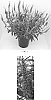Veronica%20longifolia%20%27Balverevlu%27