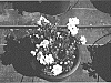 Gardenia%20jasminoides%20%27WAH-SG%27