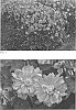 Anemone%20hupehensis%20%27Sweetly%27