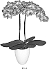 Phalaenopsis%20hybrid%20%27PHALGORFON%27