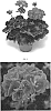 Pelargonium%20interspecific%20%27PEQZ0044%27