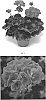 Pelargonium%20interspecific%20%27PEQZ0044%27