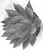 Echeveria%20agavoides%20%27Love%27s%20Fire%27