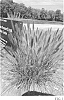 Pennisetum%20alopecuroides%20%27Tift%20PA18%27