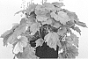 Heuchera%20hybrid%20%27High%20Hopes%27