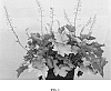 Heuchera%20hybrid%20%27Maple%20Leaf%27