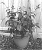 Salvia%20hybrid%20%27Amante%27