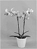 Phalaenopsis%20orchid%20plant%20named%20%27PHALFOSFLY%27