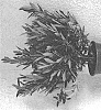 Prunus%20laurocerasus%20%27MONARONE%27