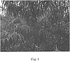 Prunus%20persica%20%28L.%29%20Batsch%20%27Liberty%20Joy%27