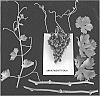Vitis%20vinifera%20%27ARRATWENTYFOUR%27