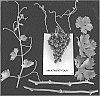 Vitis%20vinifera%20%27ARRATWENTYFOUR%27