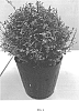 Ligustrum%20sinensis%20%27Green%20Global%27