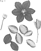 Clematis%20viticella%20%27Evipo081%27