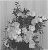 Rhododendron%20hybrida%20%27RLH2-4P1-5%27