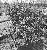 Rhododendron%20hybrida%20%27RLH2-2PA1S%27