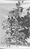 Rhododendron%20hybrida%20%27RLH2-3P8-2%27
