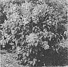 Syringa%20x%20hyacinthaflora%20%27SMNSHSO%27