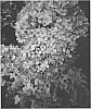 Hydrangea%20arborescens%20%27GRHYAR1406%27