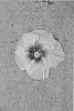 Hibiscus%20rosa-sinensis%20%27DUP-KLK%27