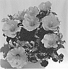 Hibiscus%20rosa-sinensis%20%27Fire%20Wind%27
