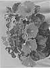Hibiscus%20%20rosa-sinensis%20%27Passion%20Wind%27