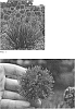 Allium%20hybrid%20%28Linnaeus%29%20%27Lavender%20Bubbles%27