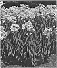 Eupatorium%20maculatum%20%27Summer%20Snow%27
