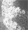 Leucanthemum%20superbum%20%27DLEULUCGRC%27