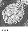 Chrysanthemum%20x%20morifolium%20Ramat.%20%27Zanmutumen%27