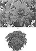 Chrysanthemum%20x%20morifolium%20%27CIDZ0092%27