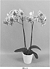 Phalaenopsis%20hybrid%20%27PHALGYQXH%27