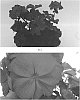 Pelargonium%20interspecific%20%27PEQZ0048%27
