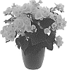 Begonia%20x%20hiemalis%20%27KRVALWH02%27