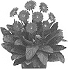 Gerbera%20hybrida%20%27Garswlove%27