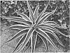Manfreda%20times%20Agave%2C%20known%20as%20x%20Mangave%20%27Navajo%20Princess%27
