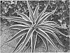 Manfreda%20times%20Agave%2C%20known%20as%20x%20Mangave%20%27Navajo%20Princess%27
