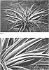 Hybrid%3B%20Manfreda%20times%20Agave%2C%20known%20as%20x%20Mangave%20%27Snow%20Leopard%27