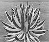 Agave%20schidigera%20%28Zucc.%29%20%27Royal%20Flush%27