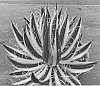 Agave%20schidigera%20%28Zucc.%29%20%27Royal%20Flush%27