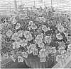 Calibrachoa%20sp.%20%27Wescacanboun%27