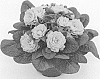 Primula%20vulgaris%20%27KERBELGOLDIE%27