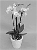 PHALAENOPSIS%20ORCHID%20PLANT%20NAMED%20%27PHALGELDYM%27