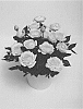 Rosa%20hybrida%20%27KORpot082%27