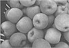 Malus%20x%20domestica%20%27NY%20109%27
