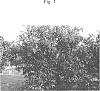 Citrus%20L.%20%27ASUKI%27