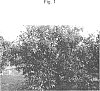 Citrus%20L.%20%27ASUKI%27